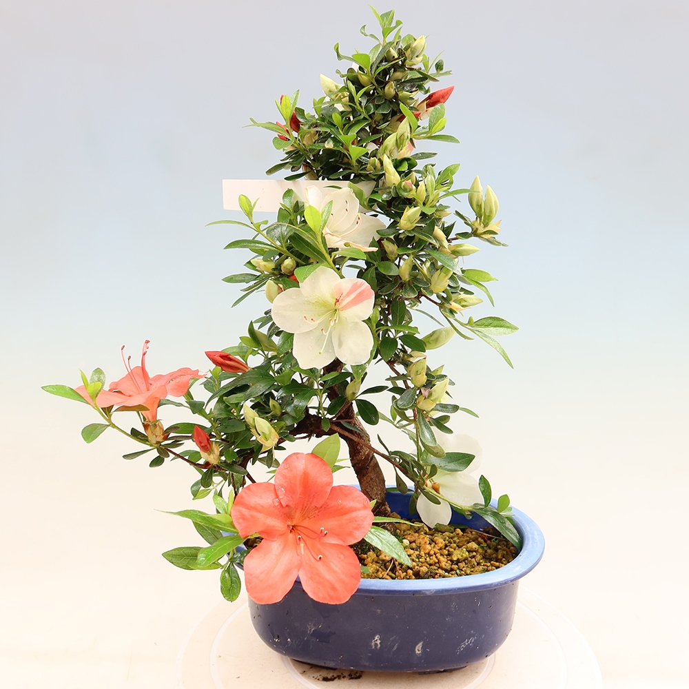 Bonsai für draußen - Japanische Azalee - Azalee Asahi-no-izumi