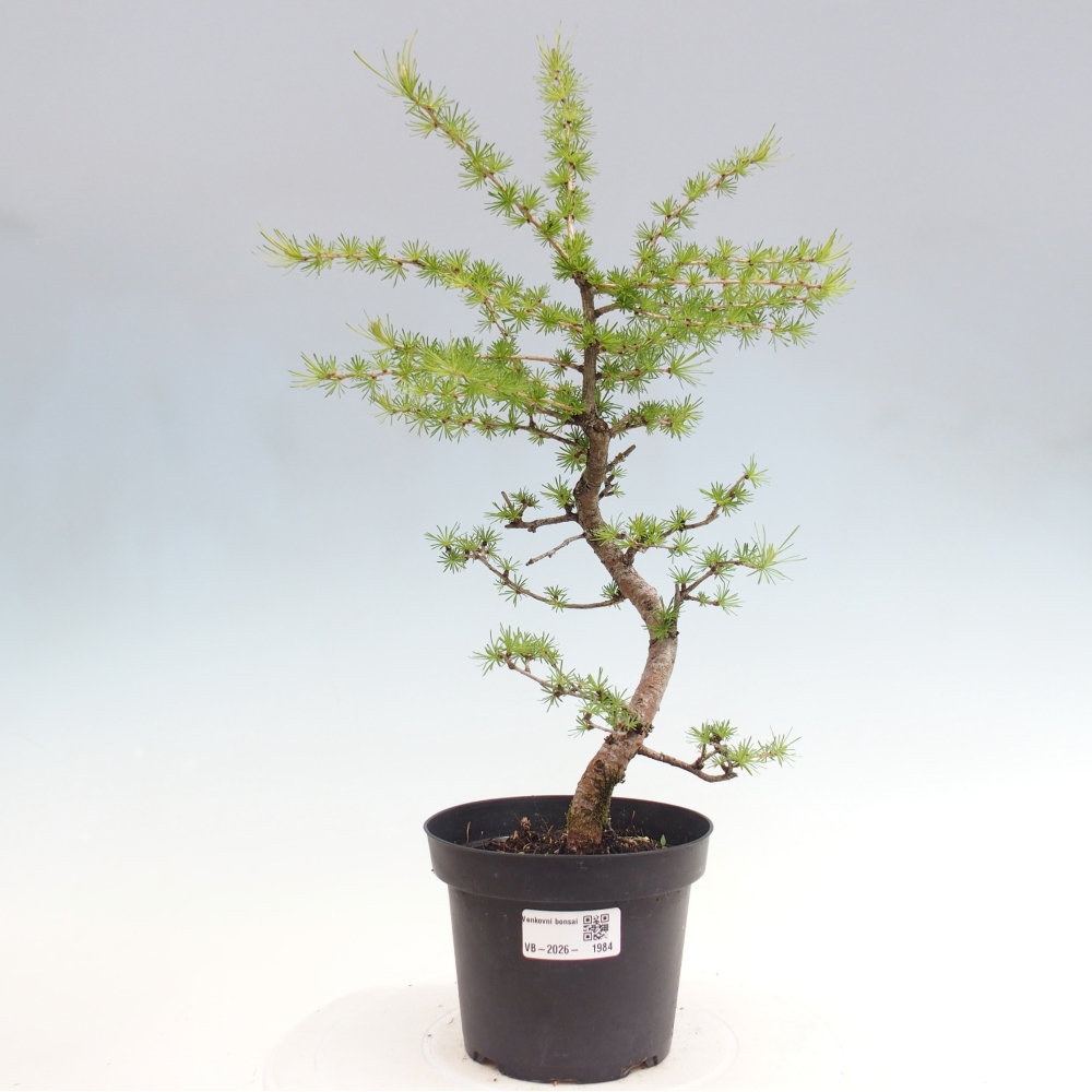 Bonsai für draußen -Larix decidua - Lärche