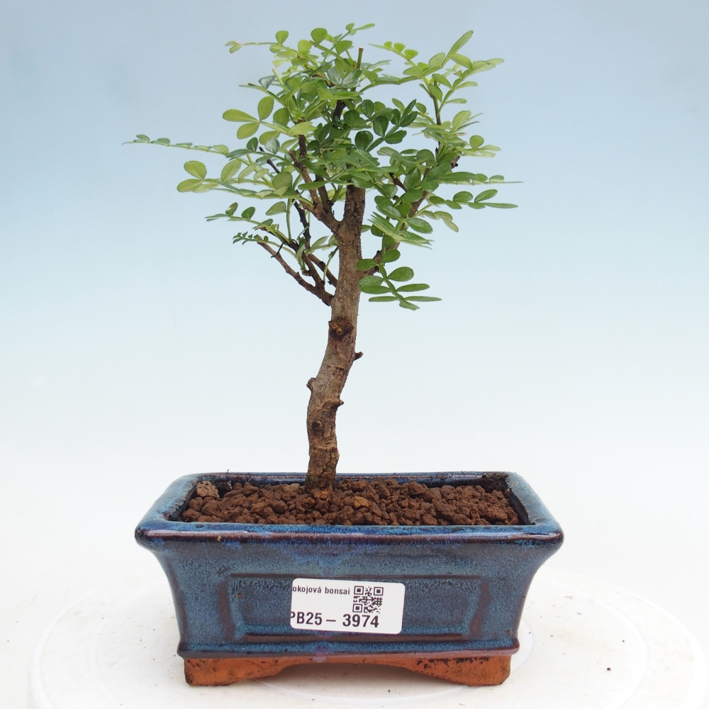 Zimmer Bonsai - Zantoxylum piperitum - Pfefferbaum