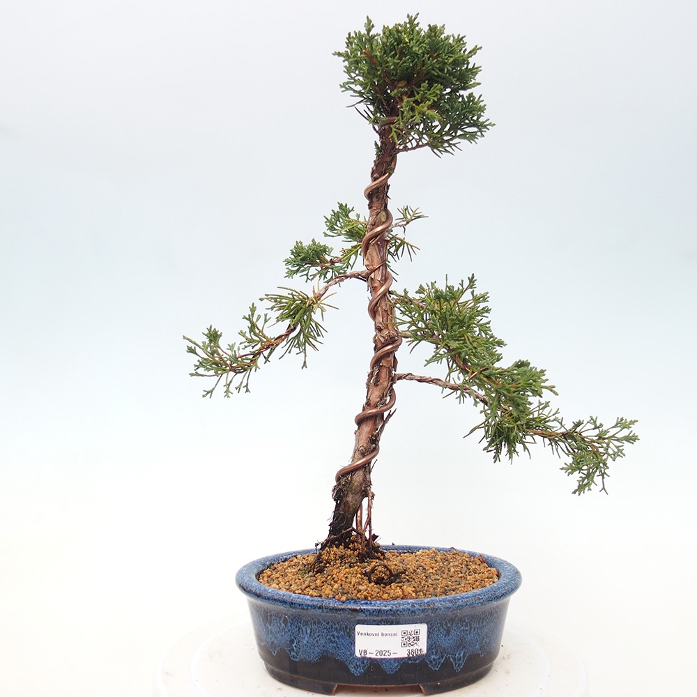 Bonsai für draußen - Juniperus chinensis Kishu