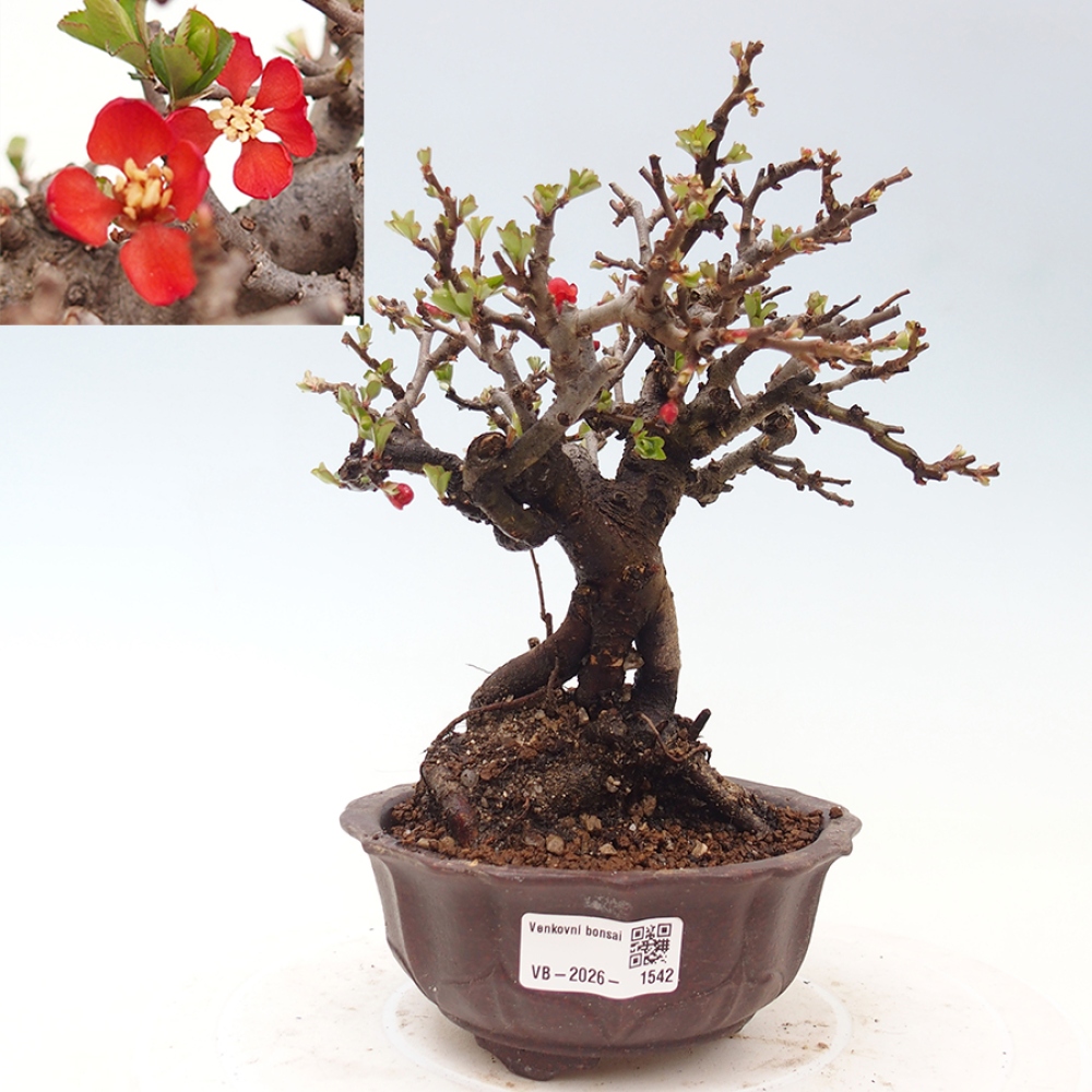 Bonsai für draußen - Chaneomeles speciosa - Quitte