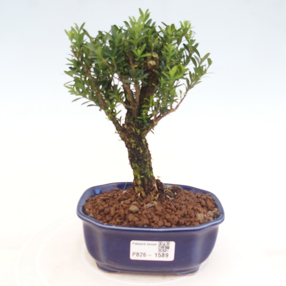 Zimmer Bonsai - Buxus harlandii - Korkbuxus
