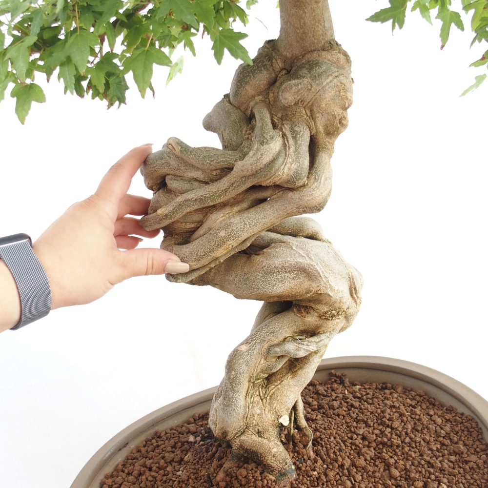Bonsai für draußen - Acer Buergerianum - Bergahorn