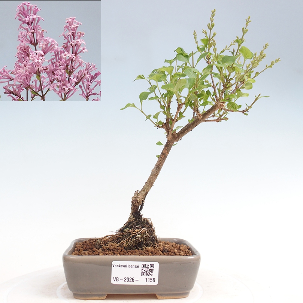 Bonsai für draußen - Syringa Meyeri Palibin - Meyer's Flieder