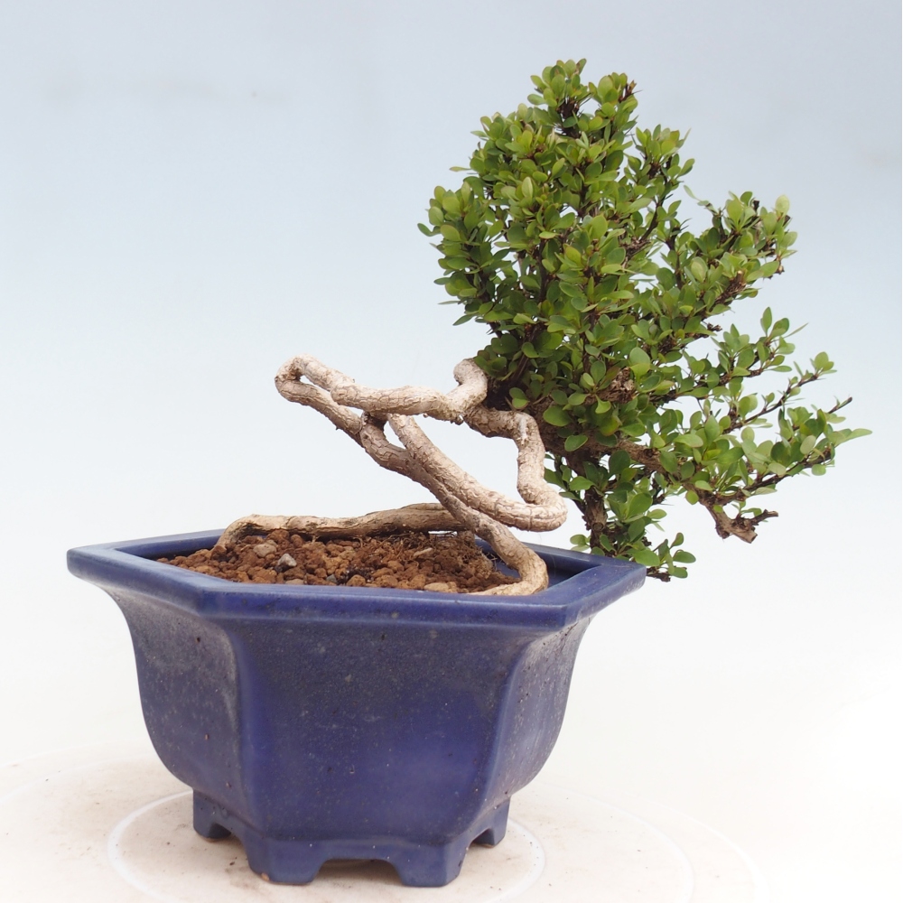 Bonsai für draußen - Berberis coreana