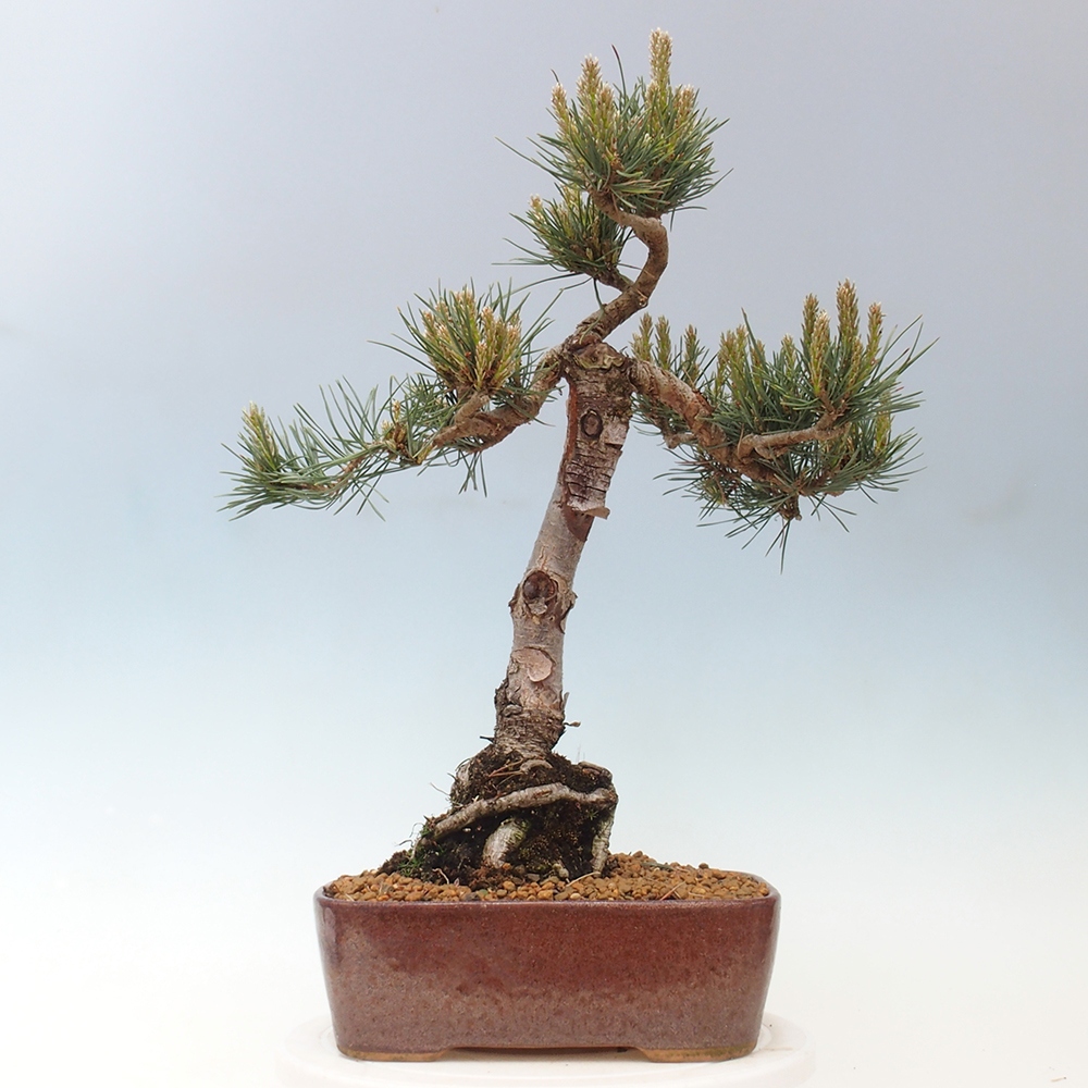 Bonsai für draußen - Pinus Sylvestris Watererri - Waldkiefer