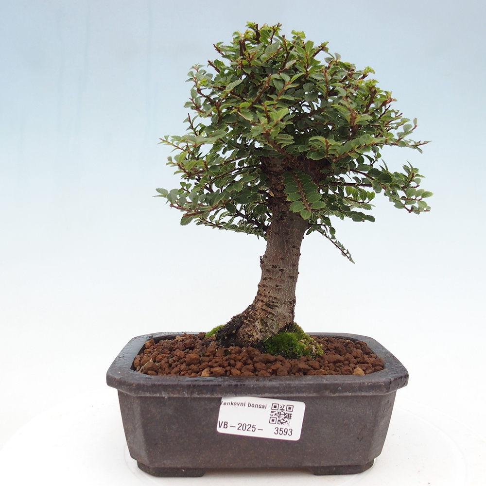 Bonsai für draußen - Ulmus parvifolia Hokkaido - Chinesische Ulme