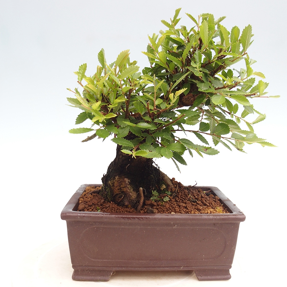 Bonsai für draußen - Zelkova - Zelkova NIRE