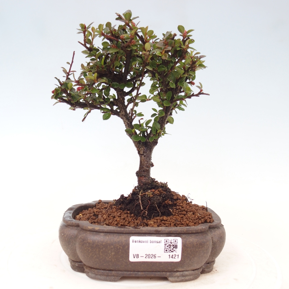 Bonsai für draußen - Cotoneaster horizontalis - Rocky Mountain
