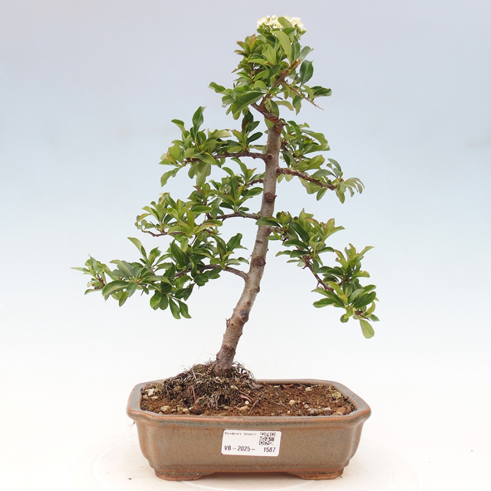 Freiland-Bonsai-Pyracantha Teton -Hlox
