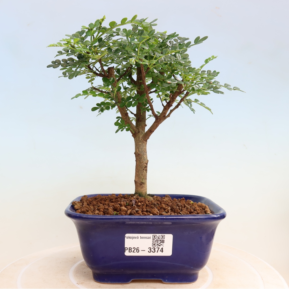 Zimmer Bonsai - Zantoxylum piperitum - Pfefferbaum