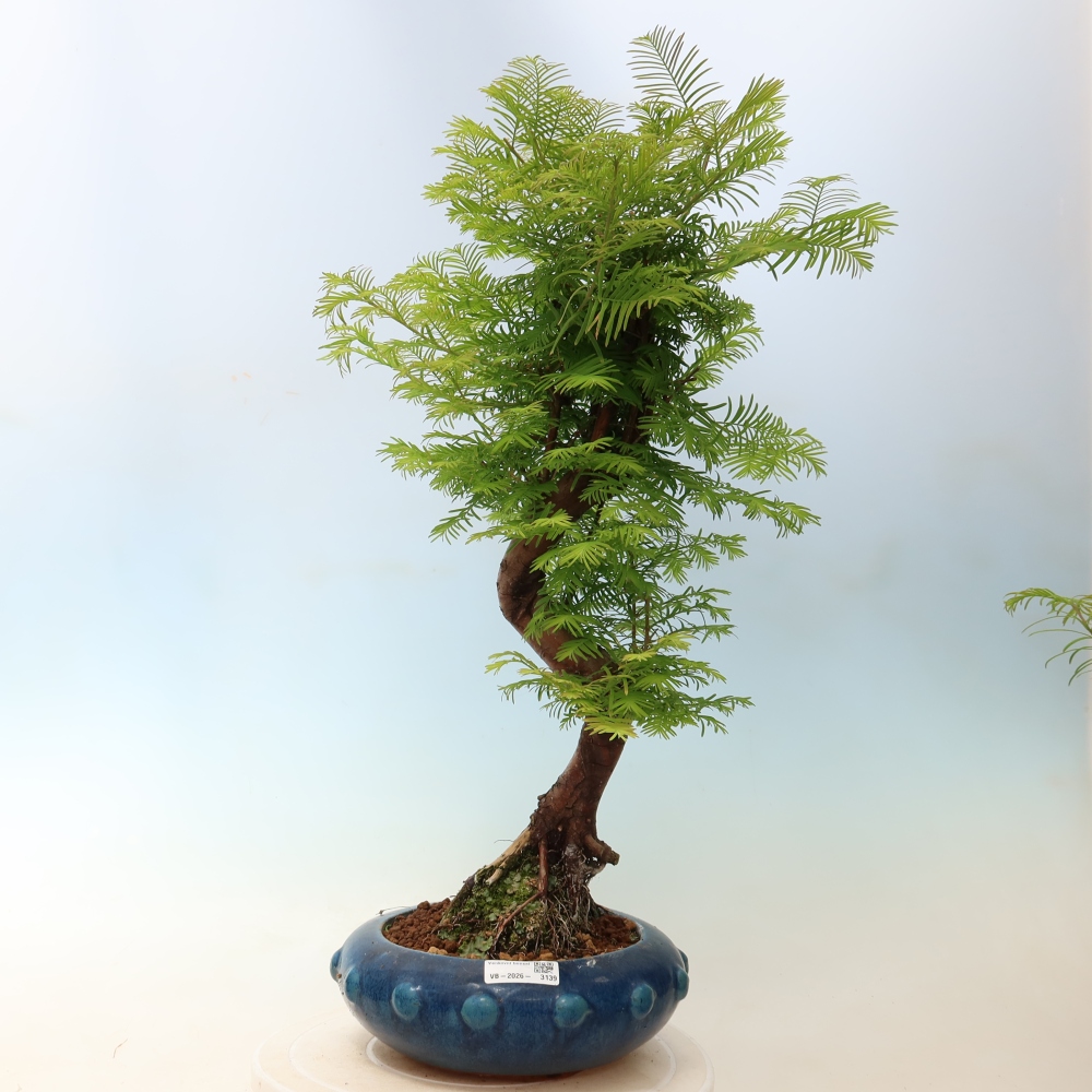 Bonsai für draußen - Metasequoia glyptostroboides - Chinesische Metasequoia
