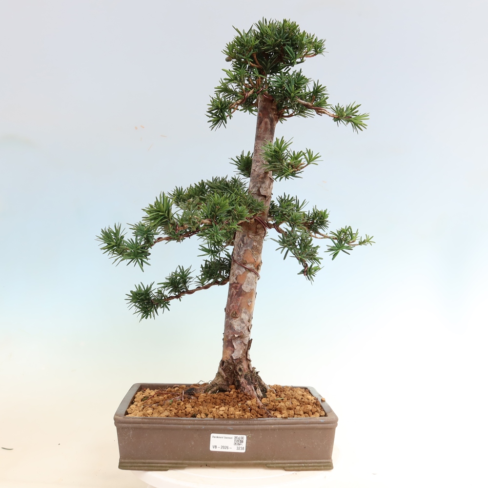 Bonsai für draußen - Taxus cuspidata - Japanische Eibe