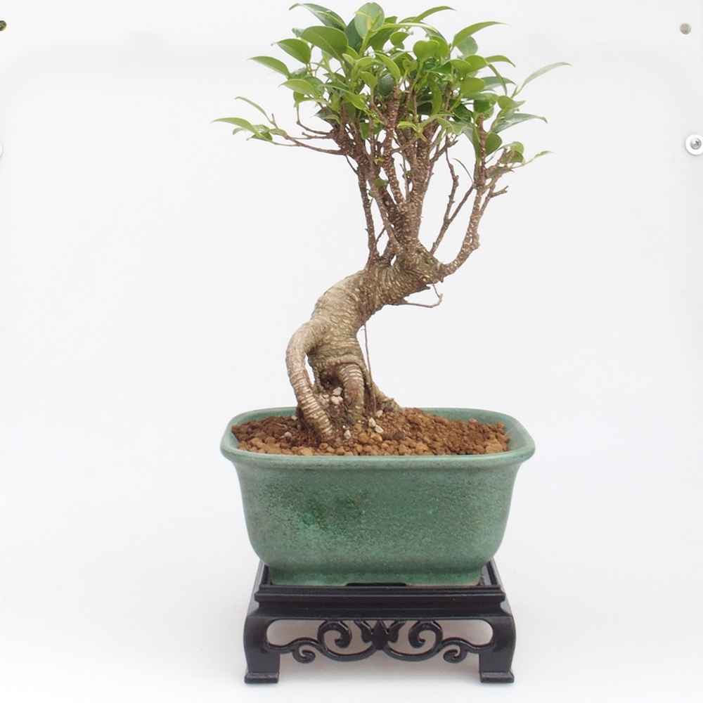 Bonsai-Tisch Kunststoff quadratisch 14,5 x 14,5 x 5 cm, Farbe schwarz