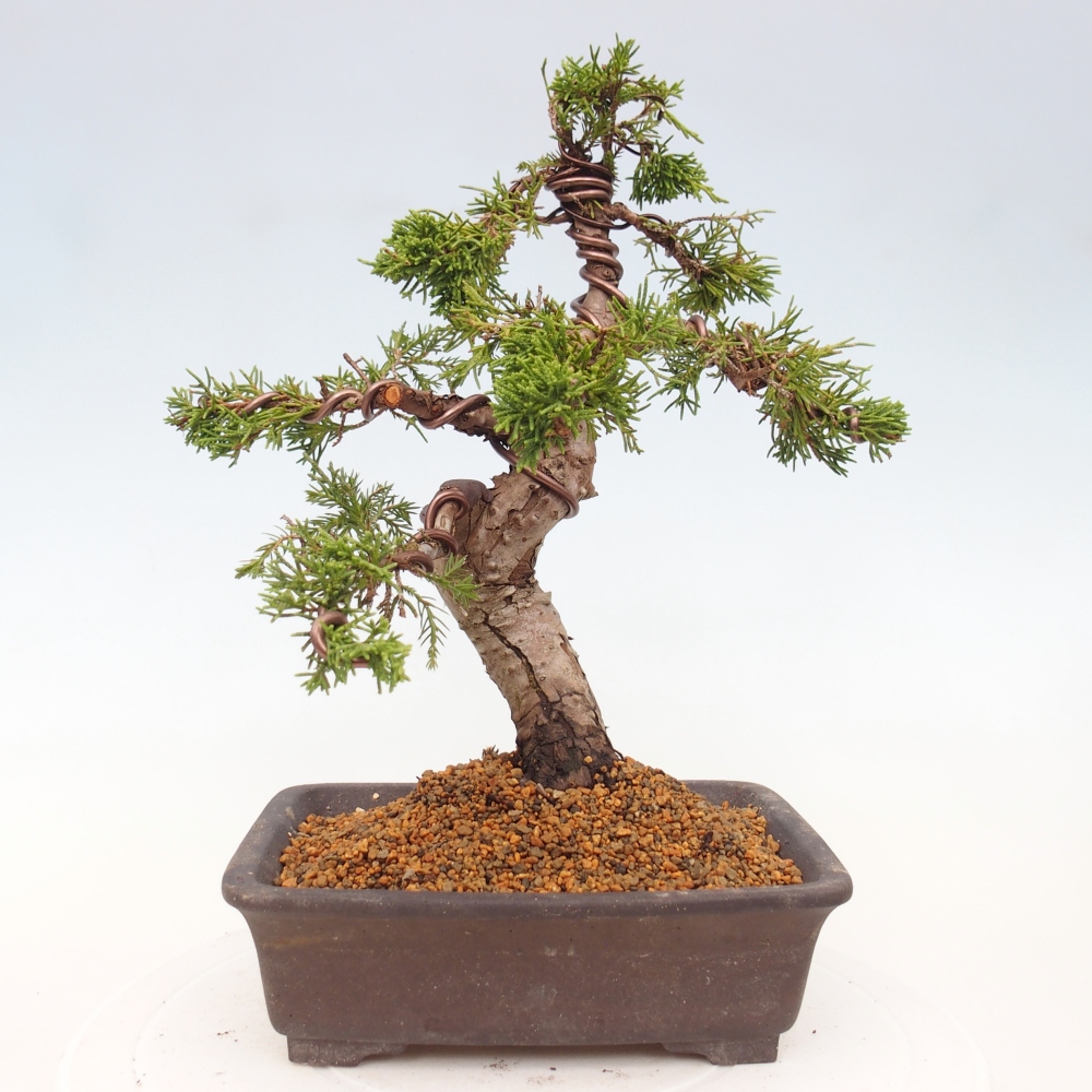 Bonsai für draußen - Juniperus chinensis Itoigawa