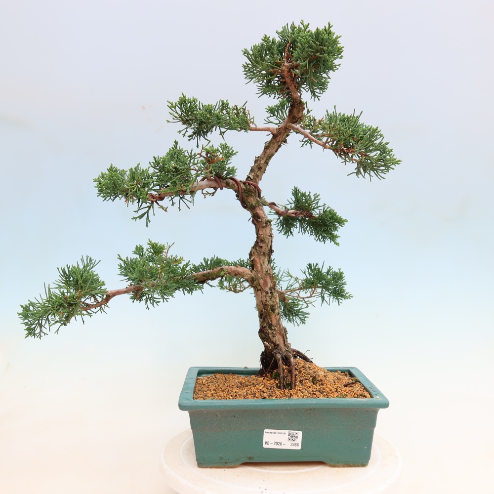 Bonsai für draußen - Juniperus chinensis Kishu