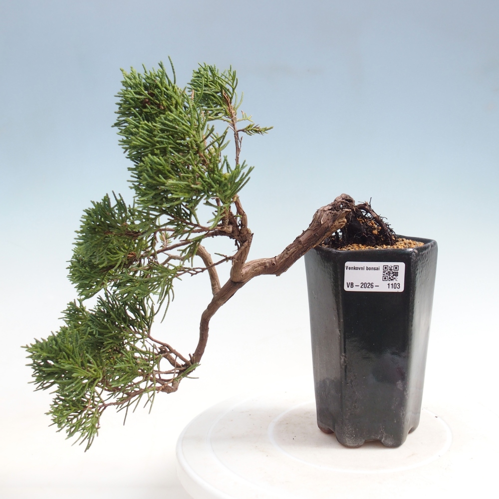 Bonsai für draußen - Juniperus chinensis Kishu