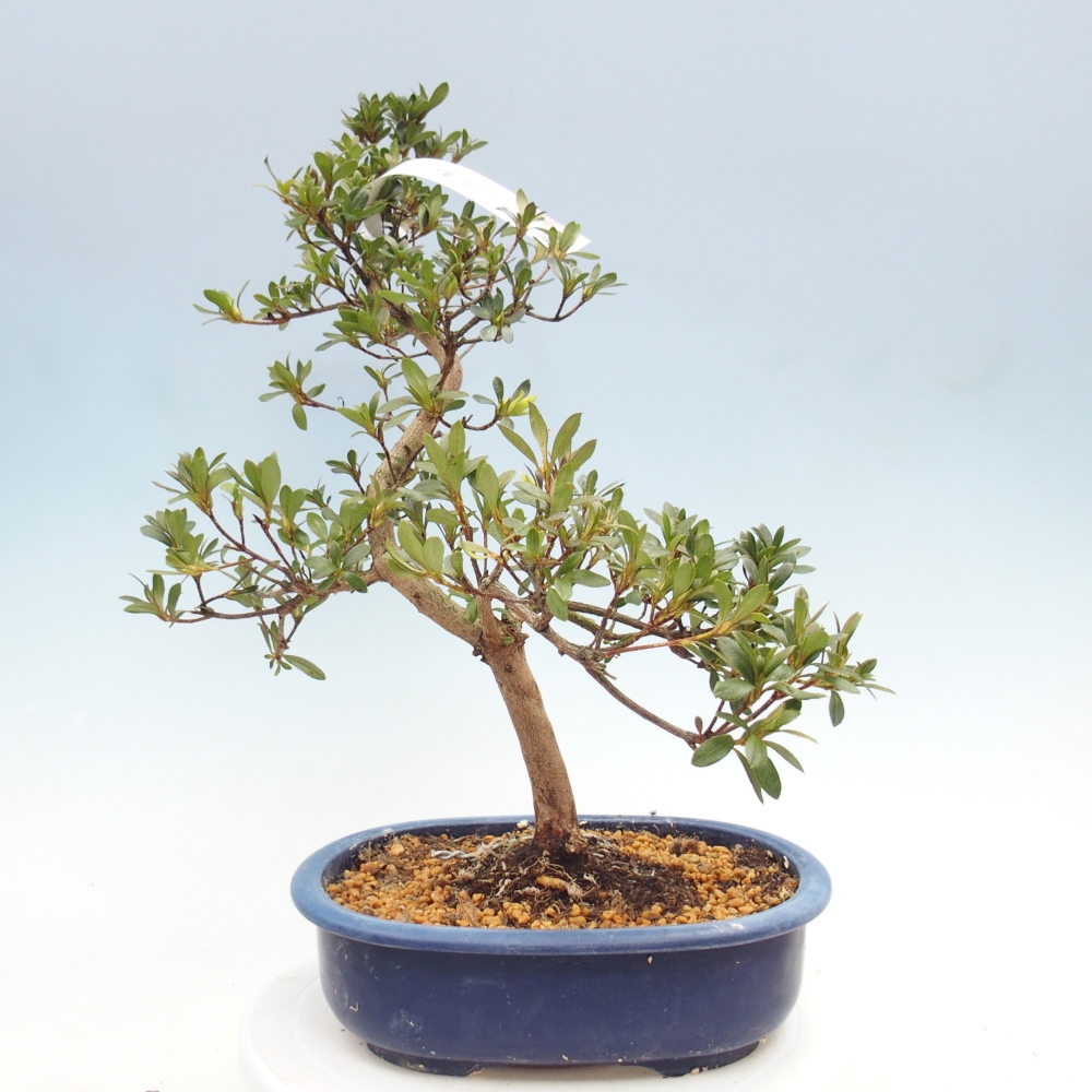 Bonsai für draußen - Japanische Azalee - Azalee Senhime