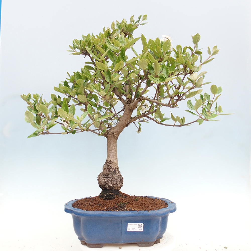 Bonsai für draußen - Kalina Bodnanská - Viburum carlesii hemsi