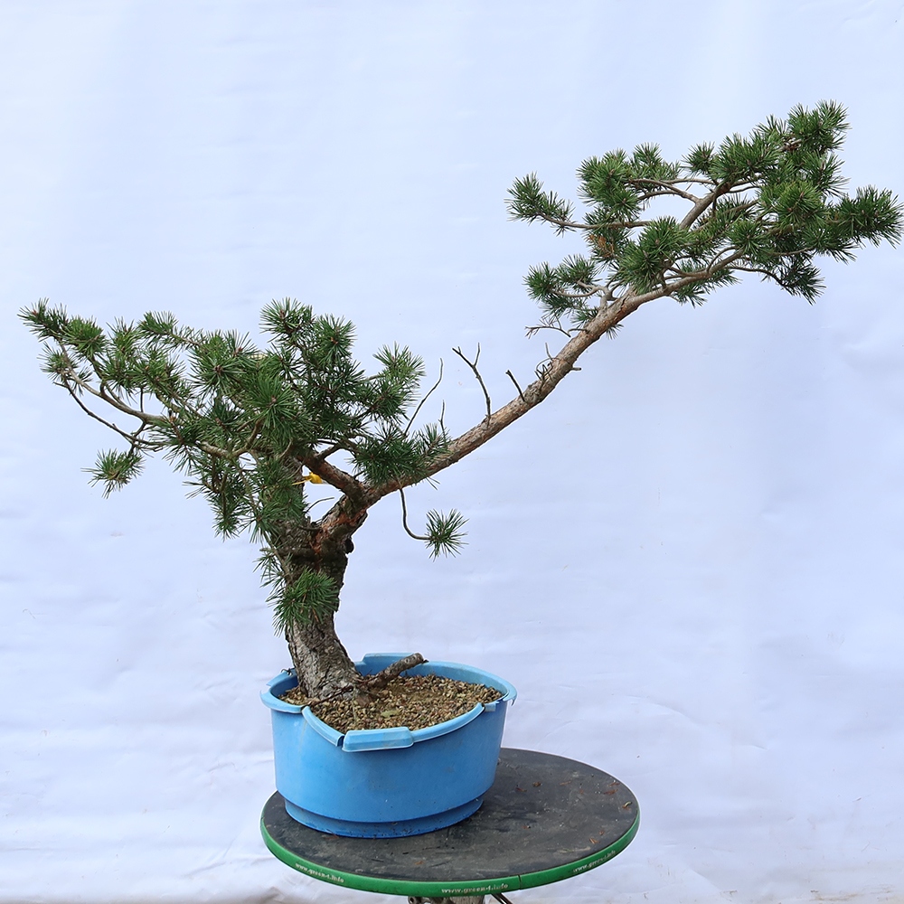 Pinus sylvestris Spanien – Waldkiefer