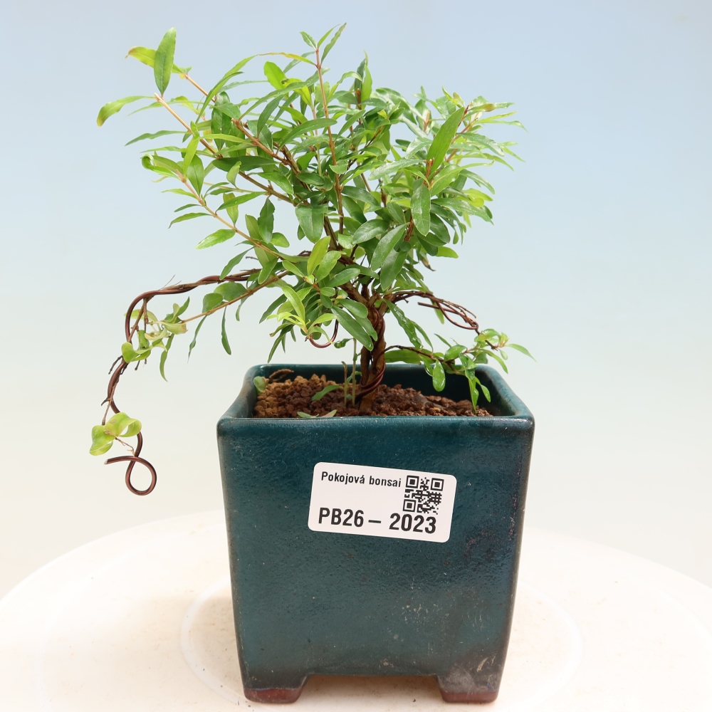 Zimmer-Bonsai-PUNICA granatum nana-Apfel-Granatapfel