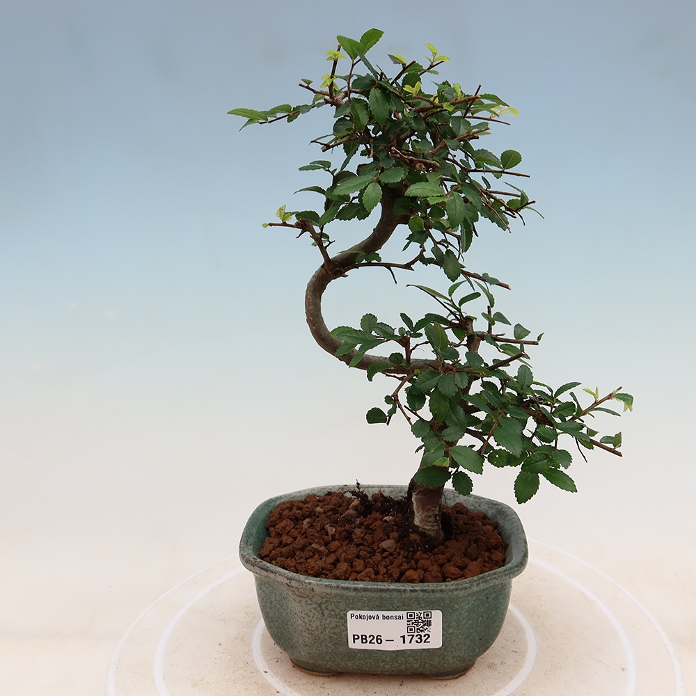 Zimmerbonsai - Ulmus parvifolia - Kleinblättrige Ulme