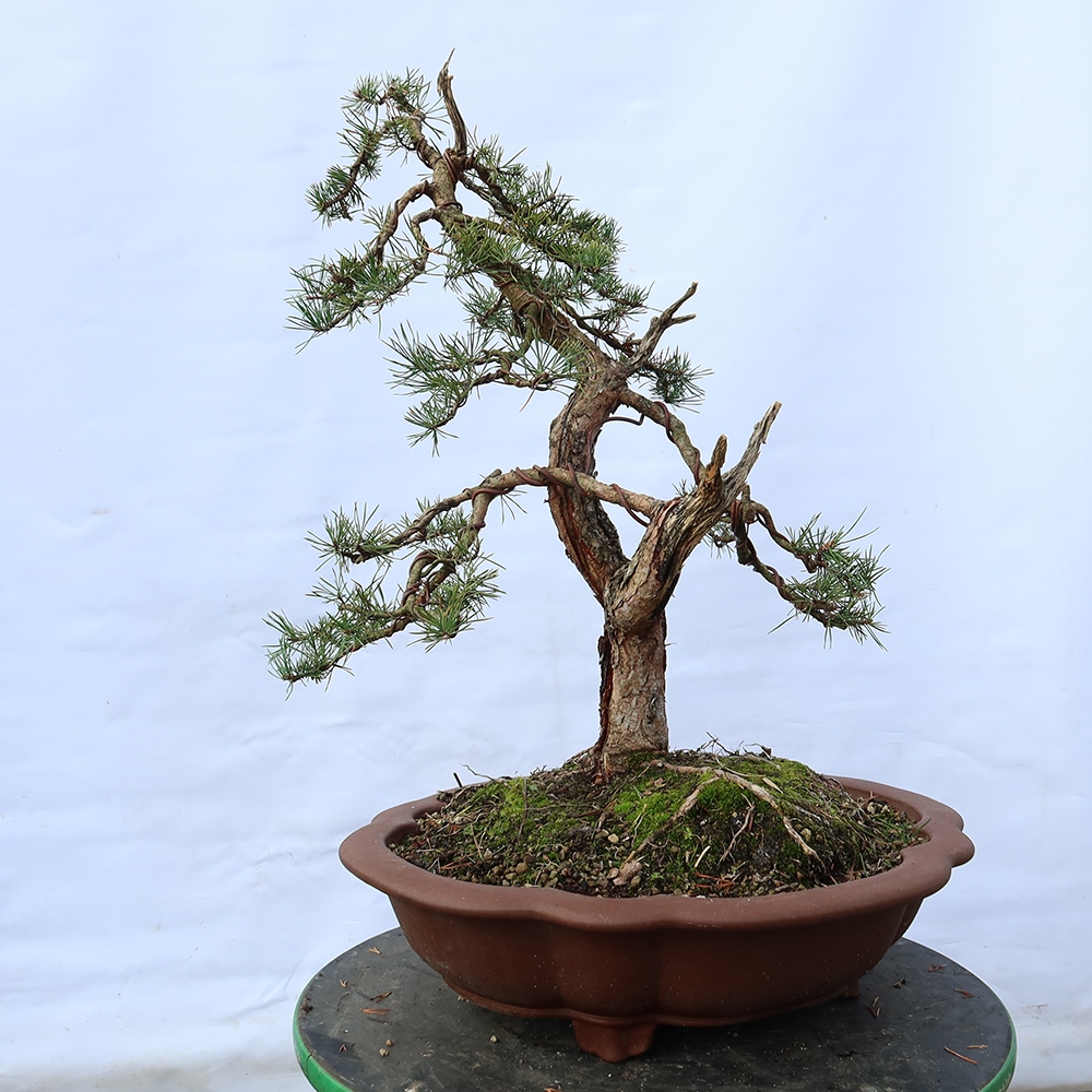 Pinus sylvestris Spanien – Waldkiefer