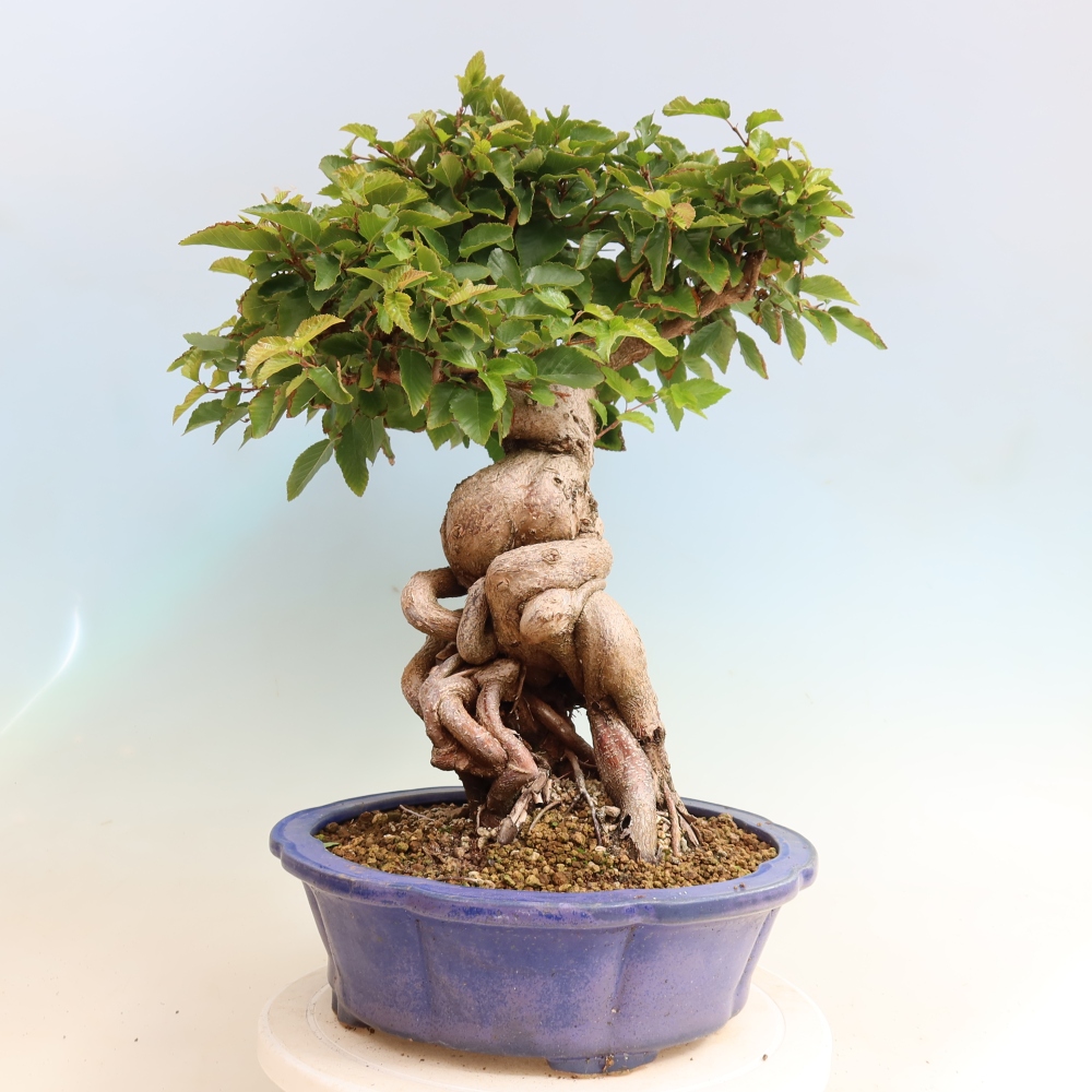 Bonsai für draußen -Carpinus CARPINOIDES - Koreanische Hainbuche