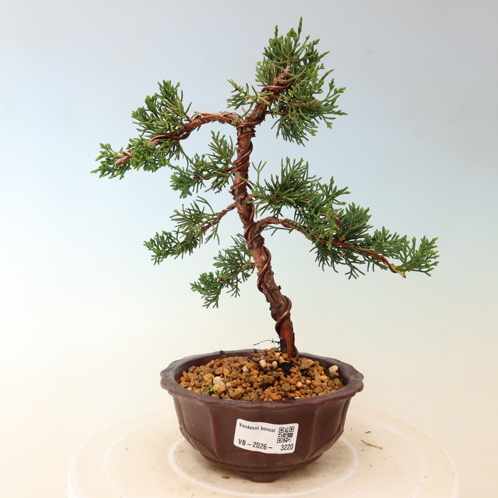 Bonsai für draußen - Juniperus chinensis Kishu