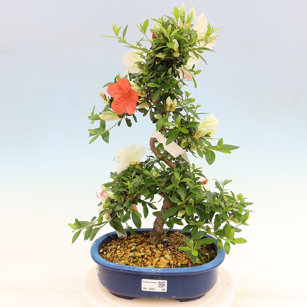 Bonsai für draußen - Japanische Azalee - Azalee Asahi-no-izumi