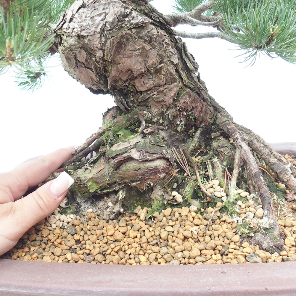Bonsai für draußen - Pinus parviflora - Pinus parviflora