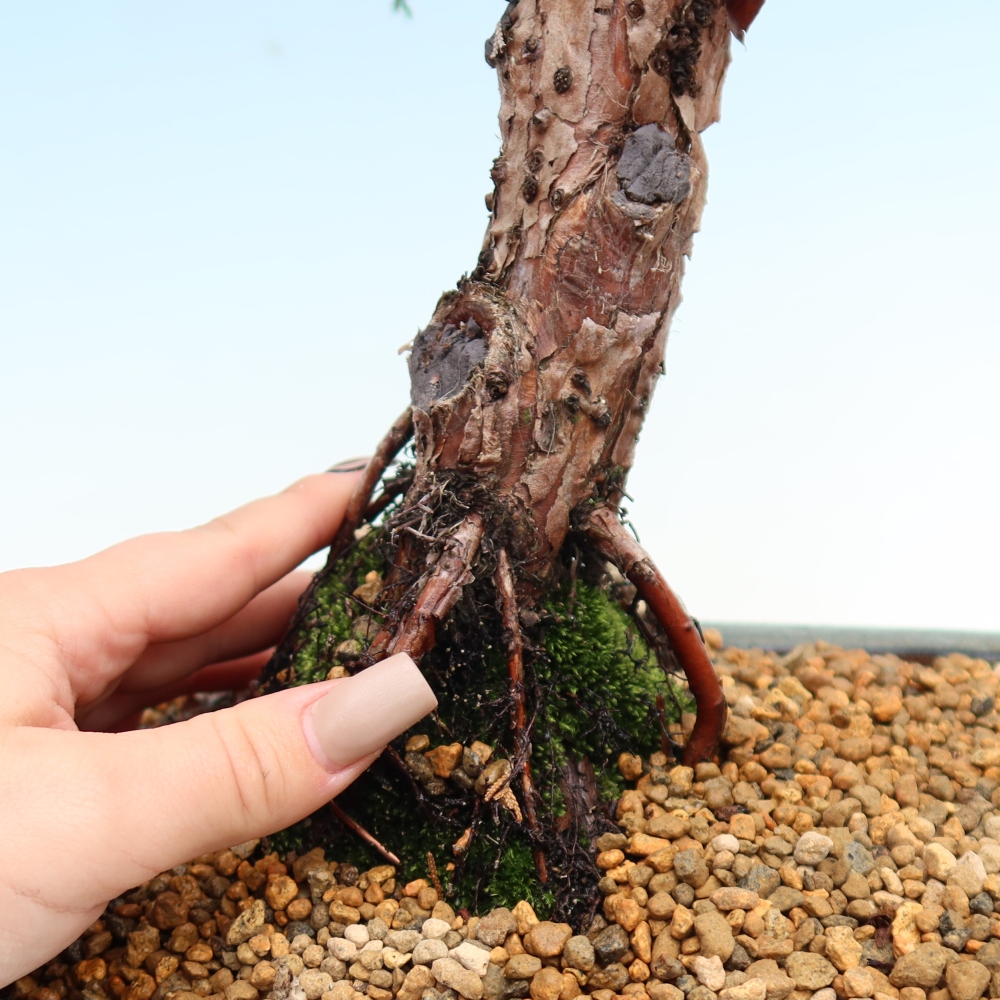 Bonsai für draußen - Juniperus chinensis Kishu