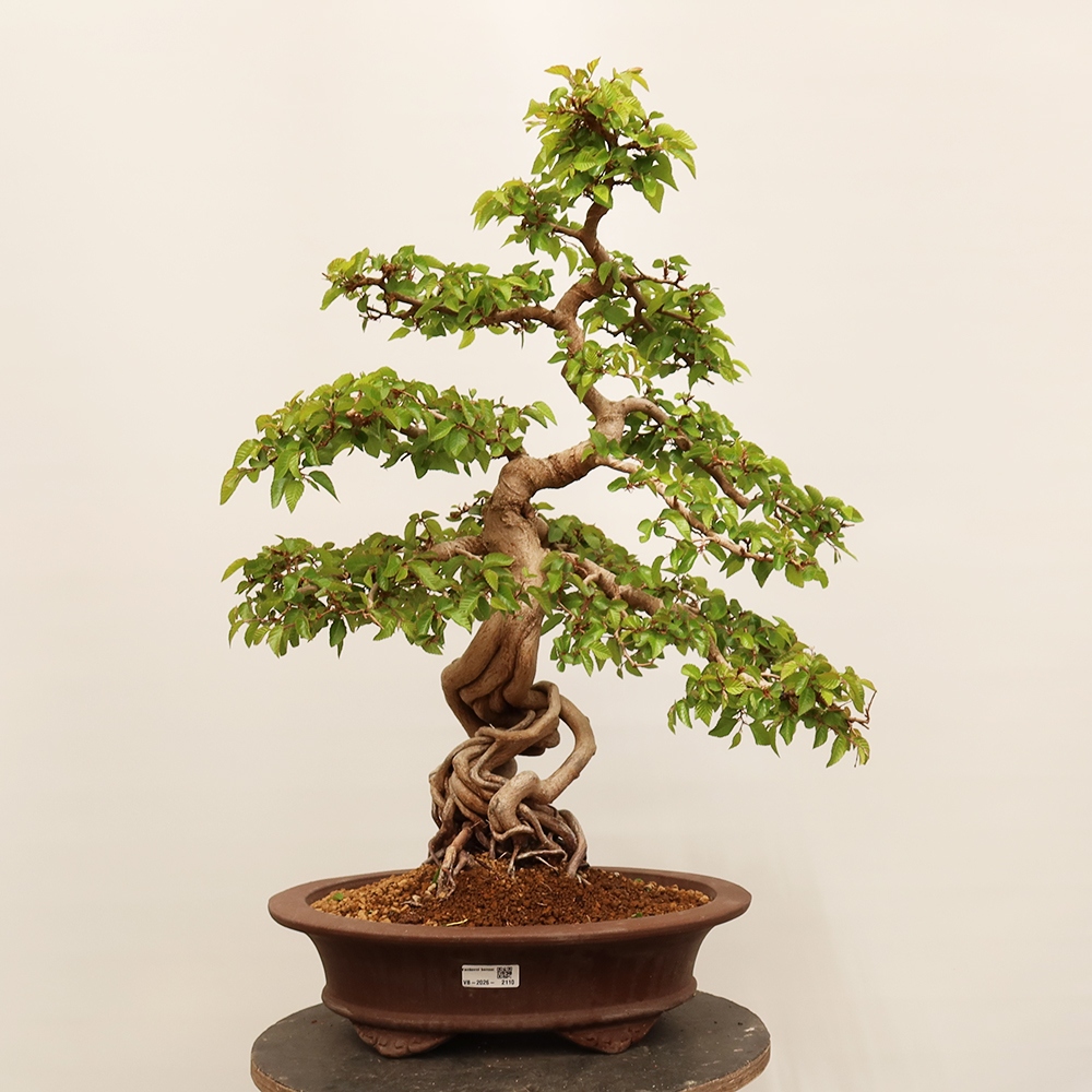 Bonsai für draußen - Karpinus Coreana - Koreanische Hainbuche