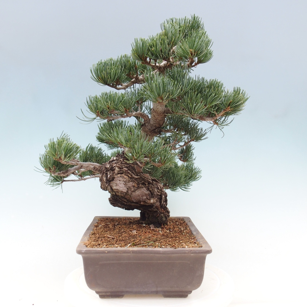 Bonsai für draußen - Pinus parviflora - Pinus parviflora