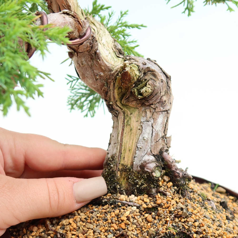 Bonsai für draußen - Juniperus chinensis Itoigawa-Juniperus chinensis