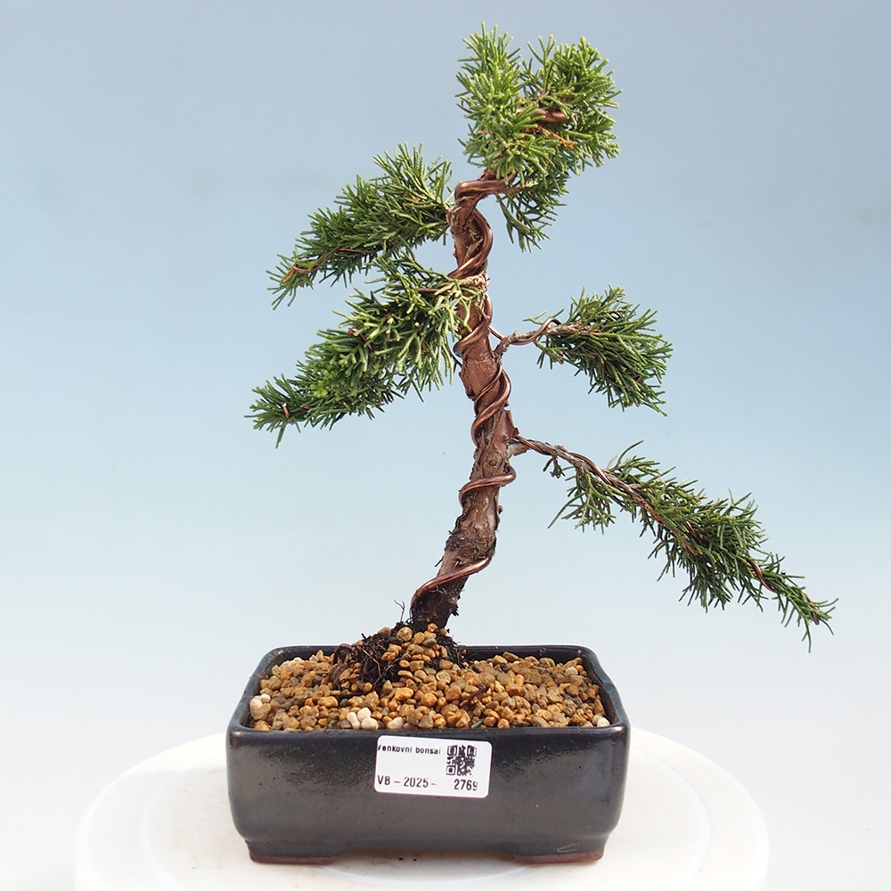 Bonsai für draußen - Juniperus chinensis Kishu