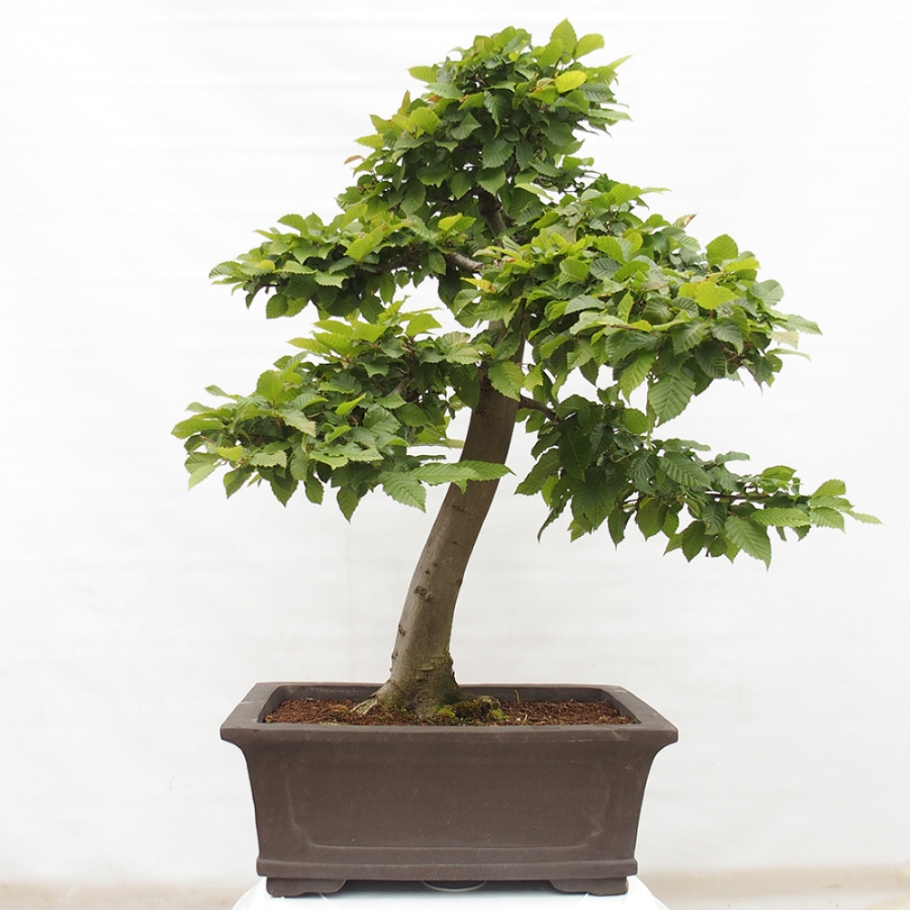 Bonsai für draußen - Hainbuche - Carpinus betulus