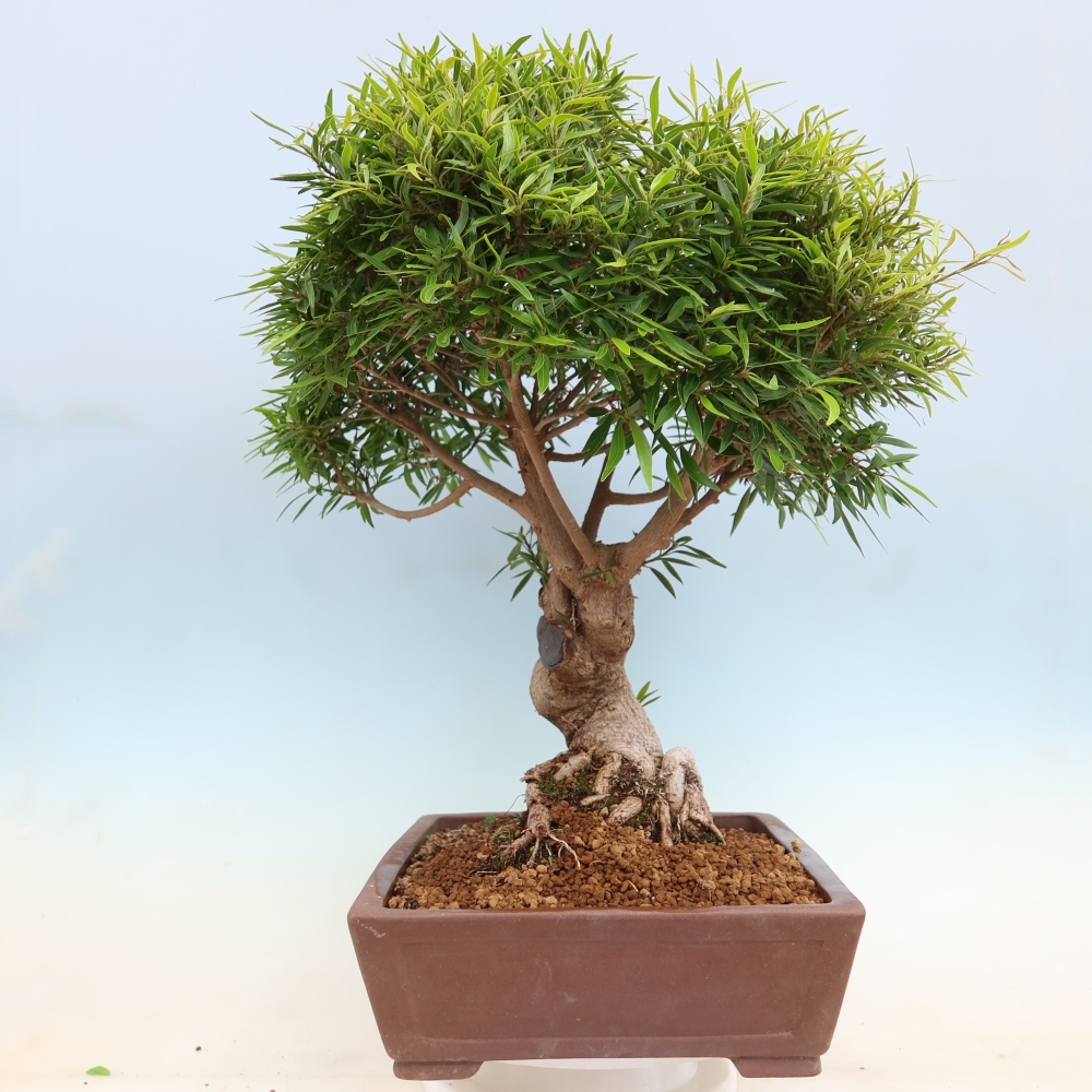 Zimmerbonsai - Ficus nerifolia - Kleinblättriger Ficus