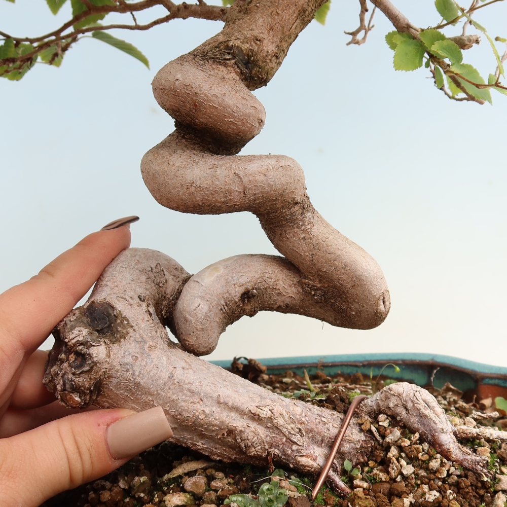 Bonsai für draußen -Carpinus CARPINOIDES - Koreanische Hainbuche