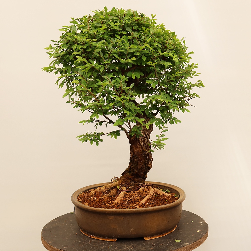 Bonsai für draußen - Zelkova - Zelkova NIRE