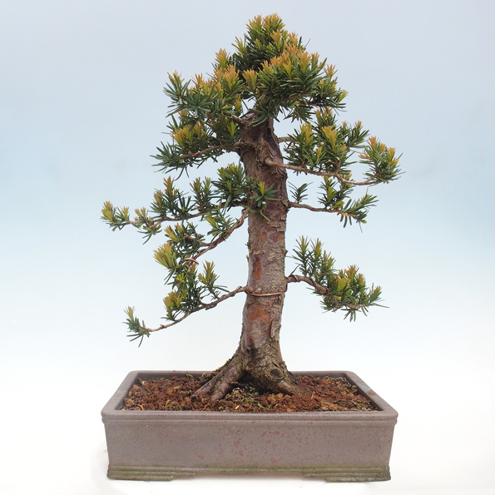Bonsai für draußen - Taxus cuspidata - Japanische Eibe