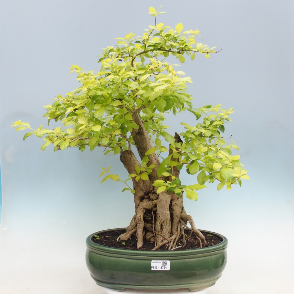 Zimmerbonsai - Duranta erecta Aurea - NUR PERSÖNLICHE ABHOLUNG oder Palettentransport