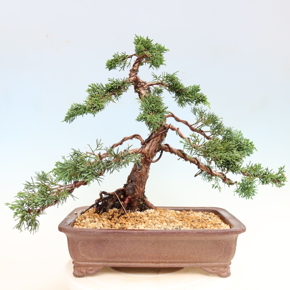 Bonsai für draußen - Juniperus chinensis Kishu
