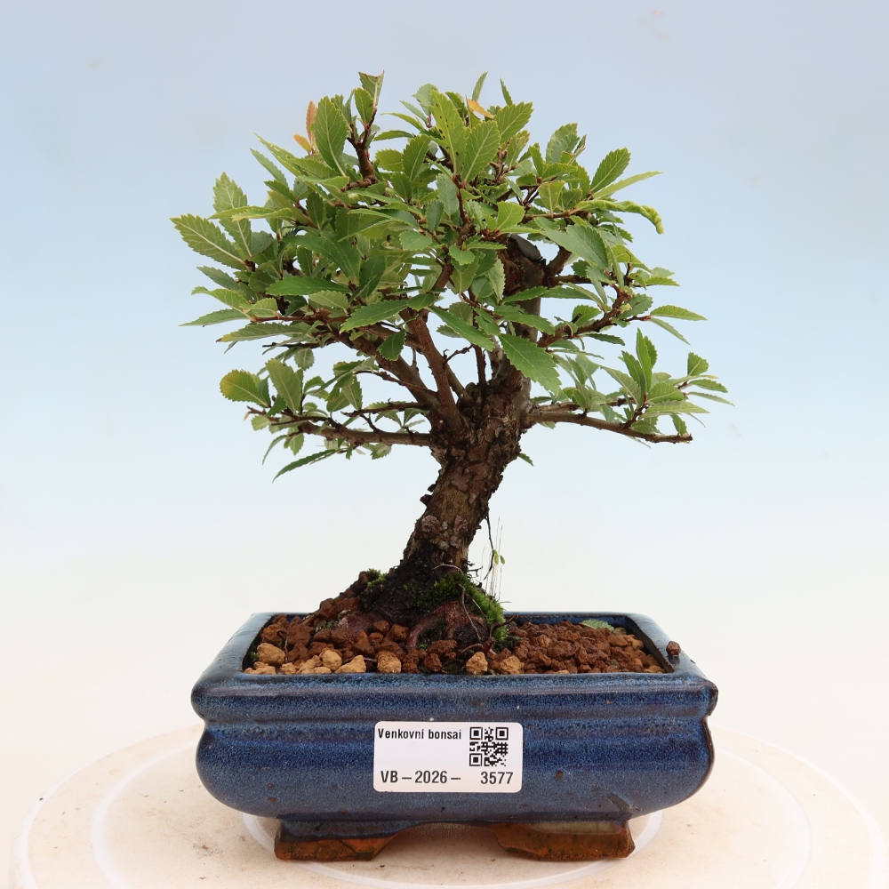 Bonsai für draußen - Zelkova - Zelkova NIRE