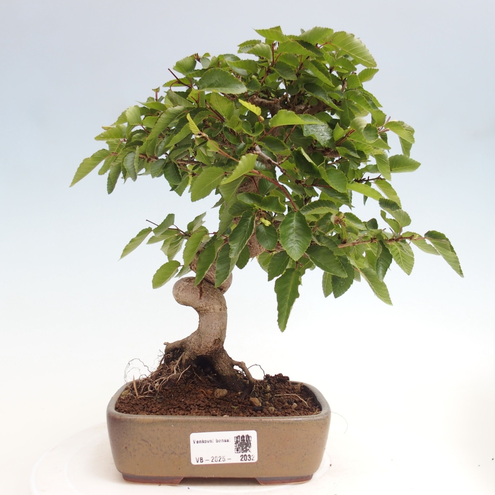 Bonsai für draußen -Carpinus CARPINOIDES - Koreanische Hainbuche