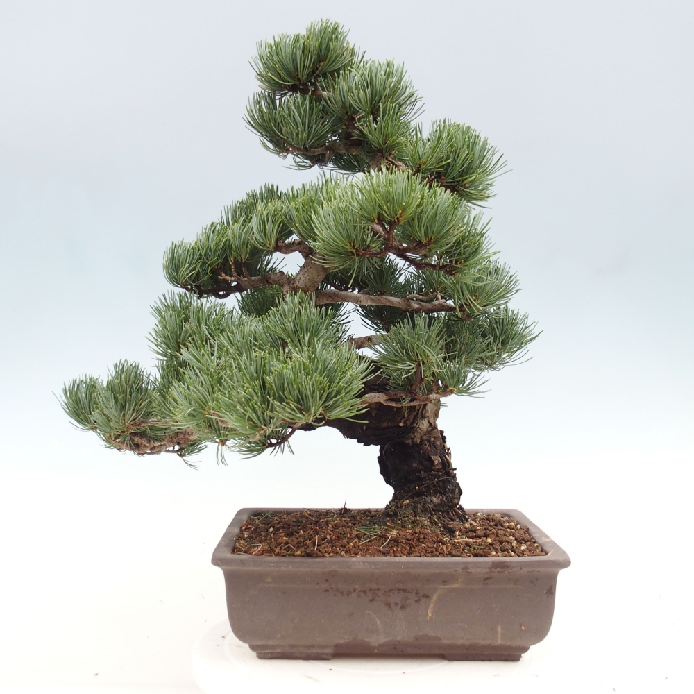 Bonsai für draußen - Pinus parviflora - Pinus parviflora