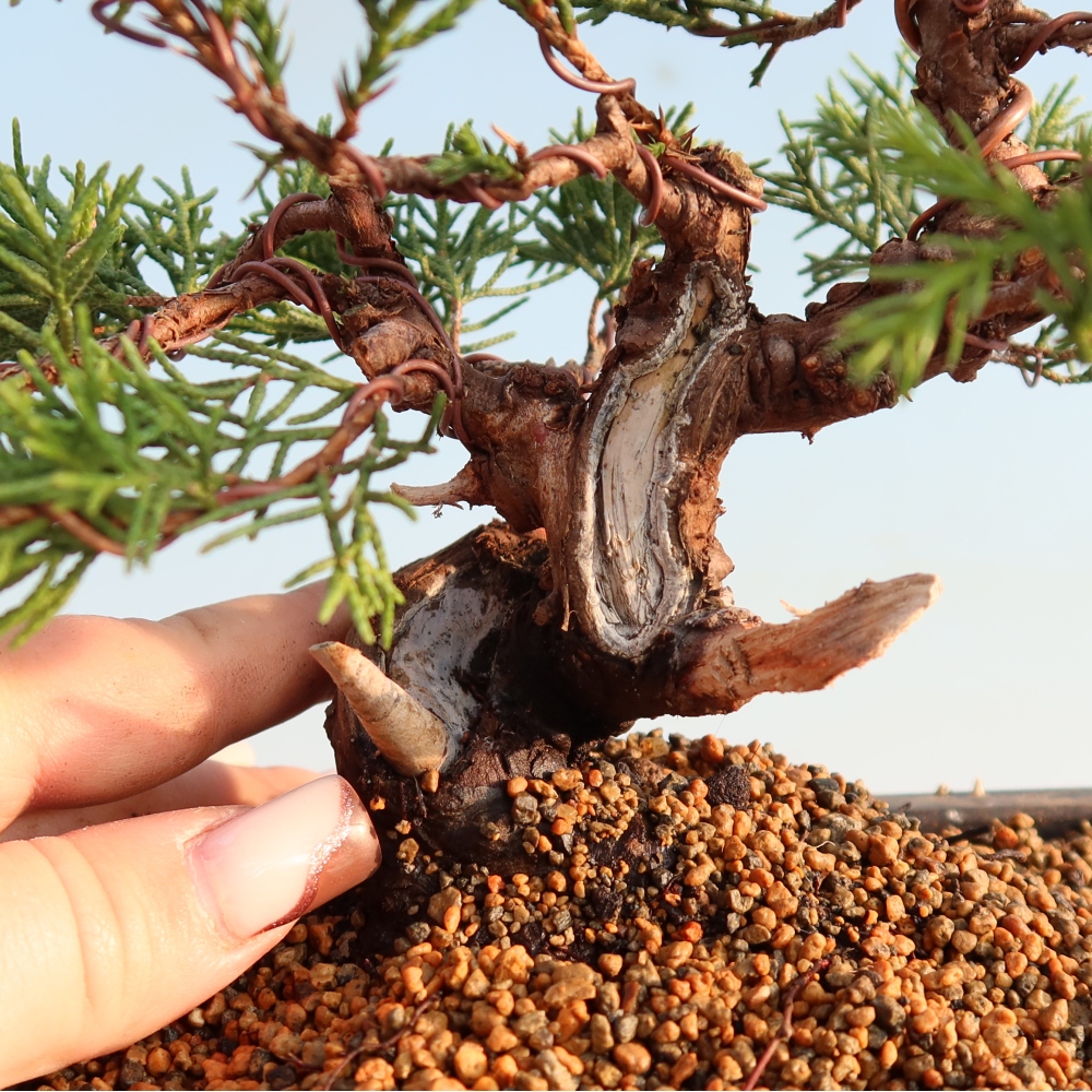 Bonsai für draußen - Juniperus chinensis Itoigawa