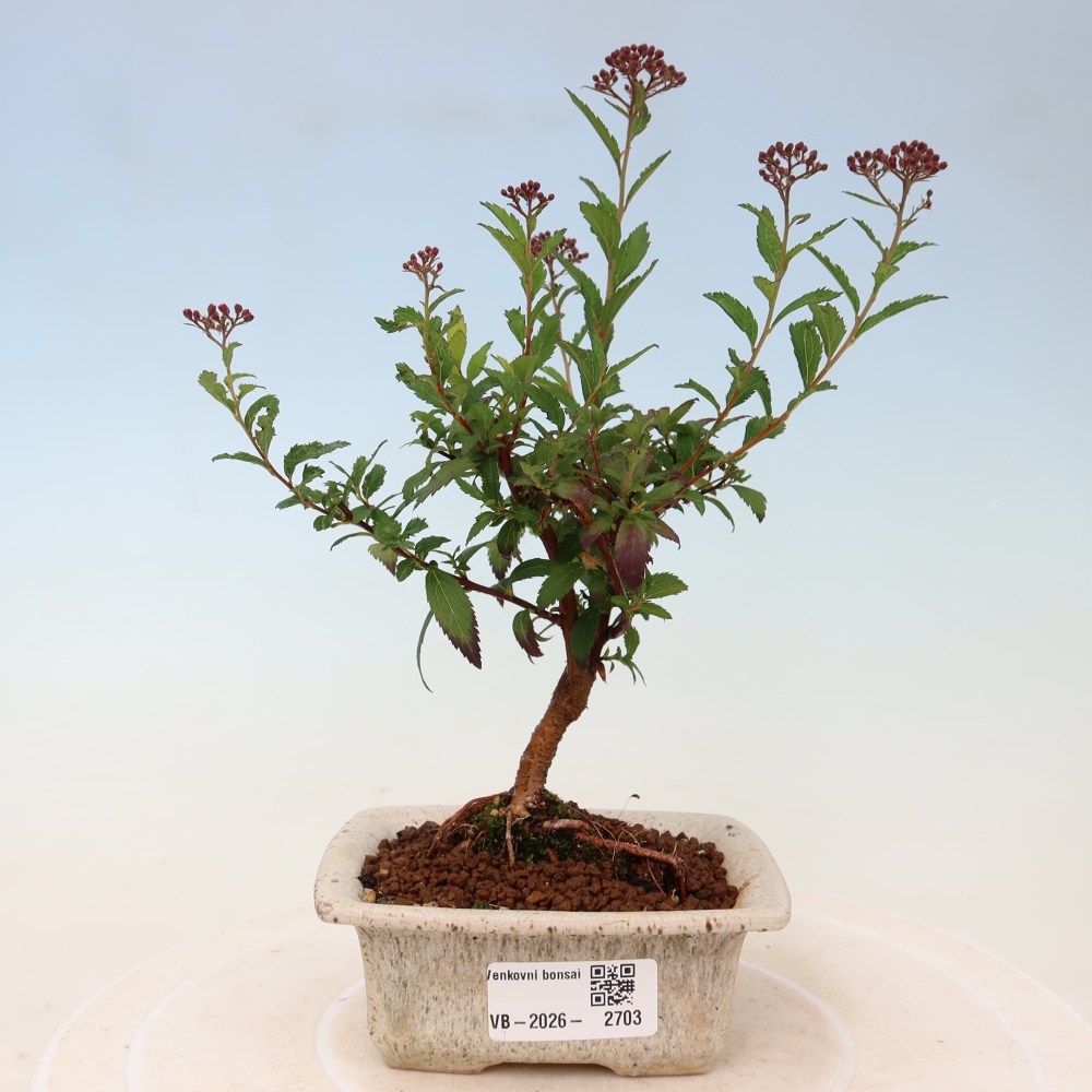 Bonsai für den Außenbereich – Japanische Spirea – Spirea japonica Anthony Waterer