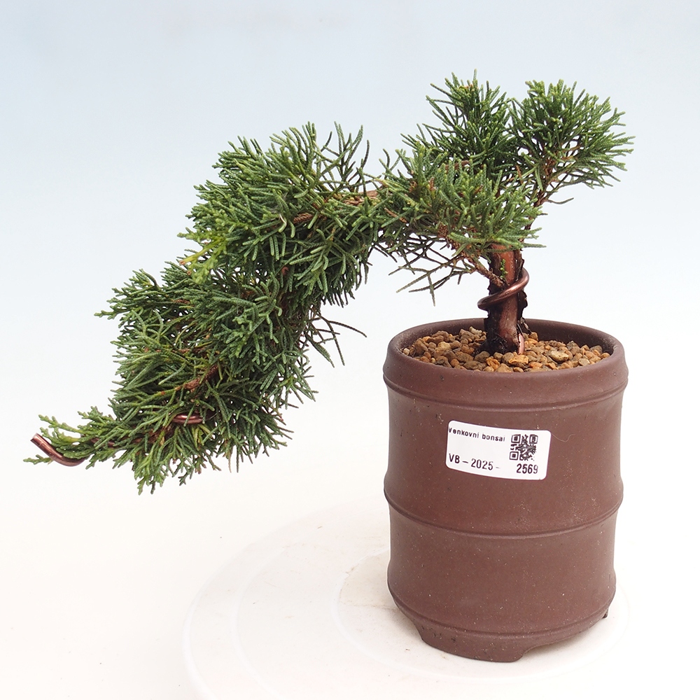 Bonsai für draußen - Juniperus chinensis Kishu