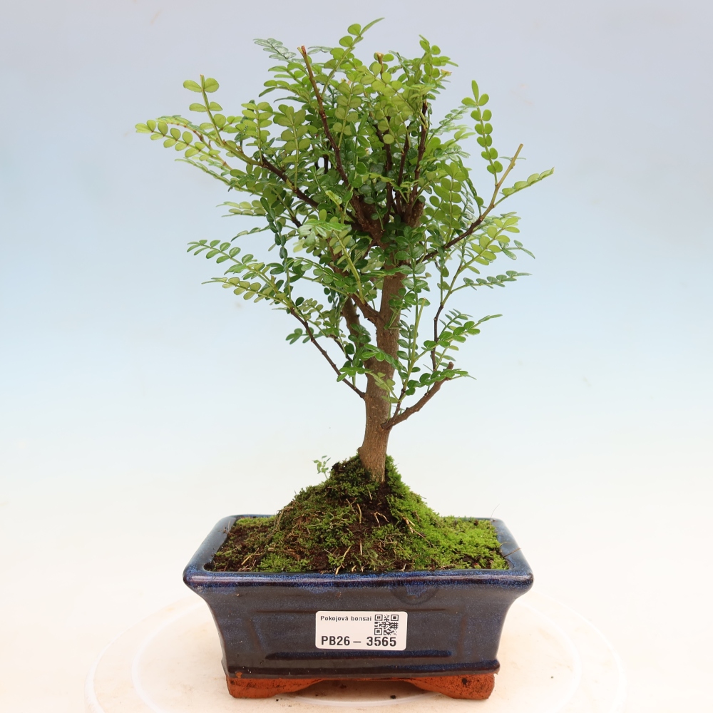 Zimmer Bonsai - Zantoxylum piperitum - Pfefferbaum